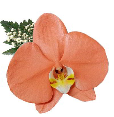 Orquídea Coral